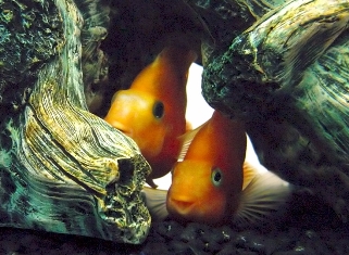This photo of a couple of aquarium fish buddies was taken by US photographer Pam Roth.